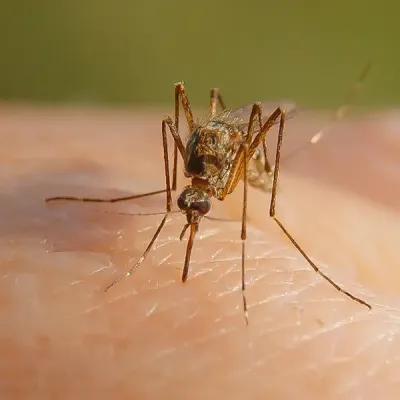 mosquito landing on someone's arm