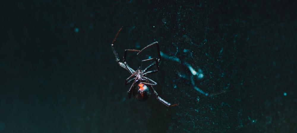 Types of Spiders In North Carolina