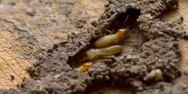 termites on wood