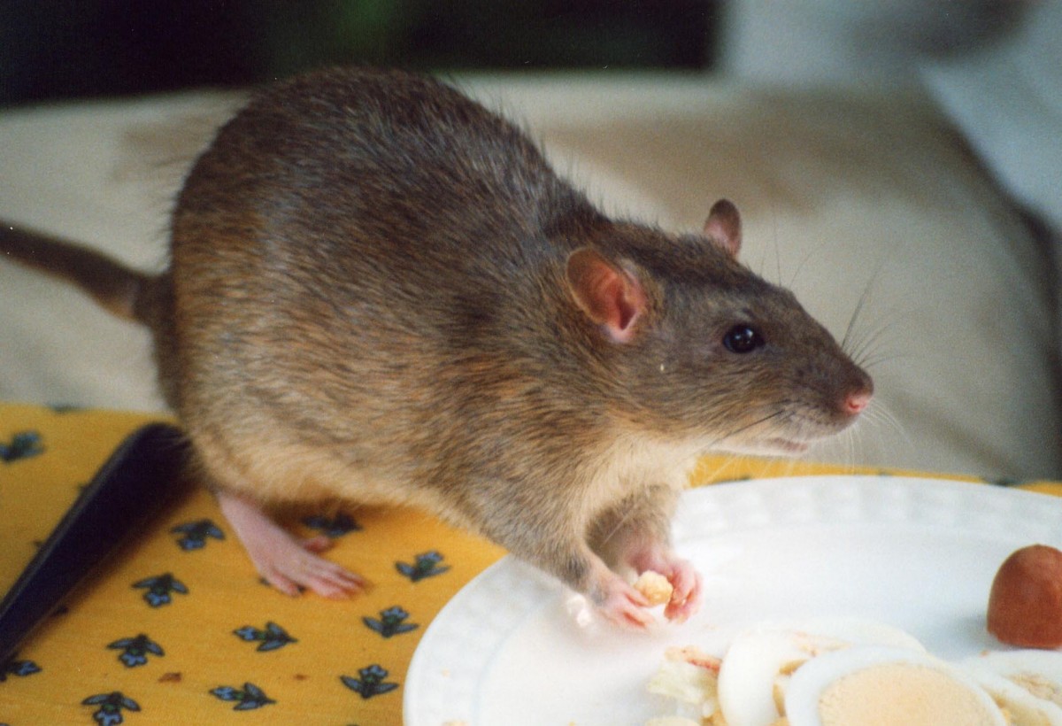 How to Get Rid of Rats in the House & Outside