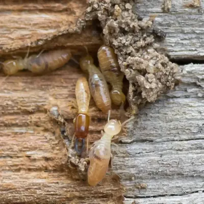 termites in wood