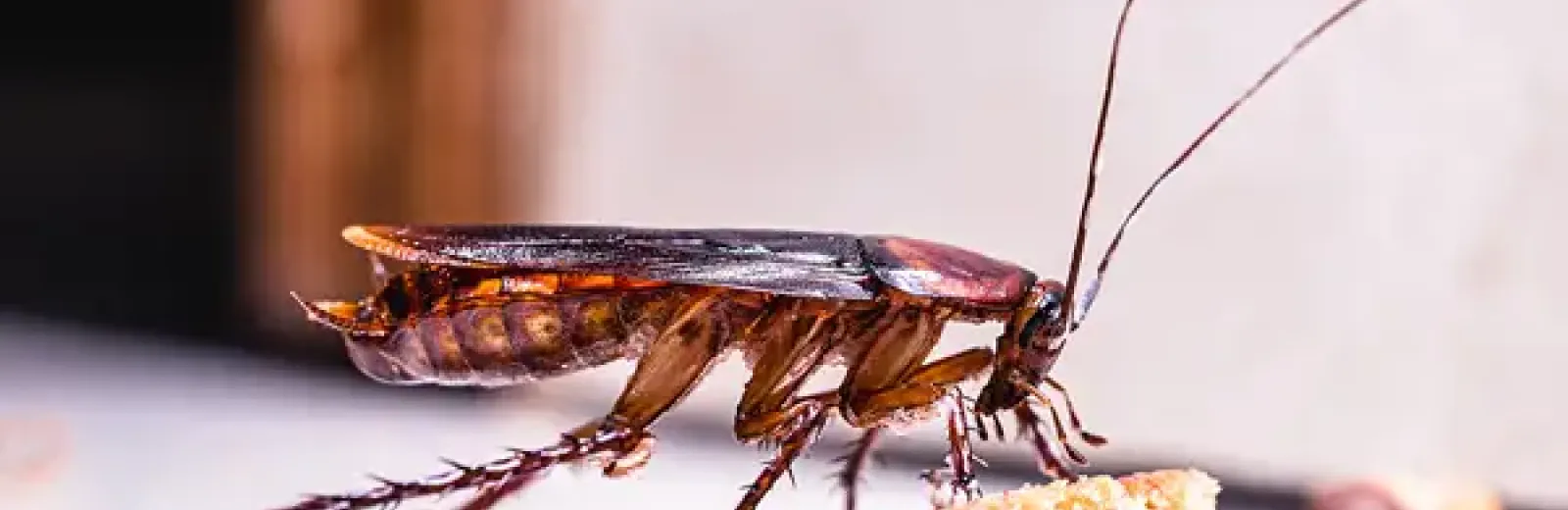 cockroach in kitchen