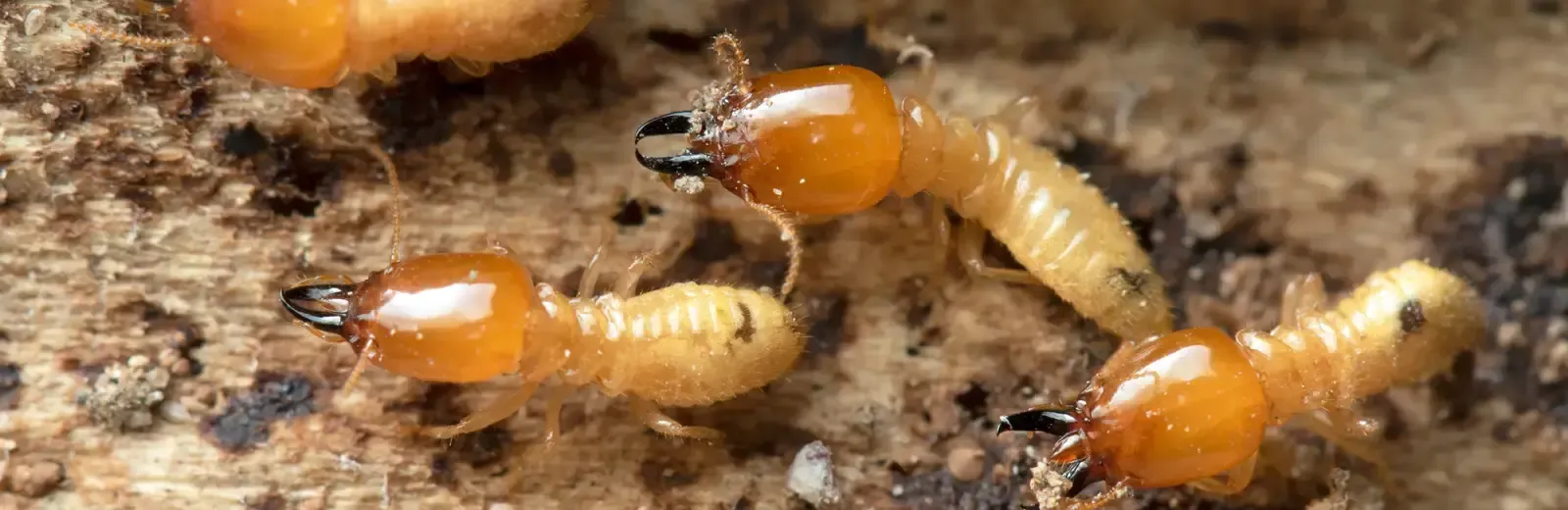 fresno termite control