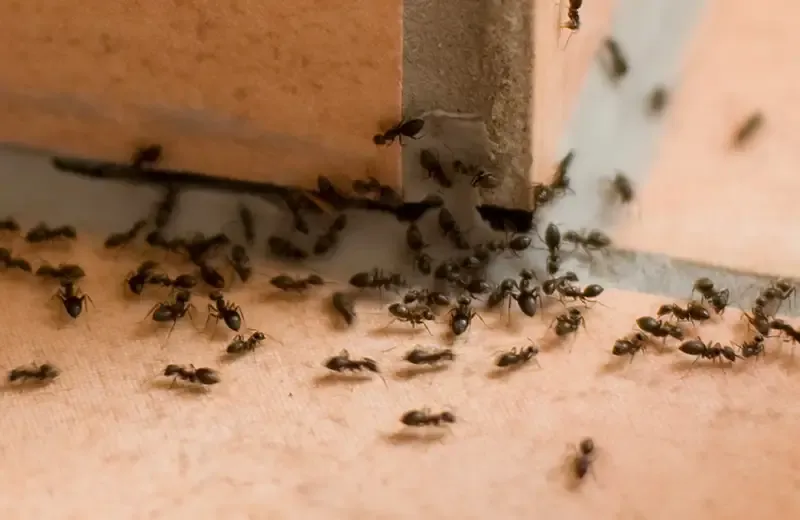 ants in a house on the tile