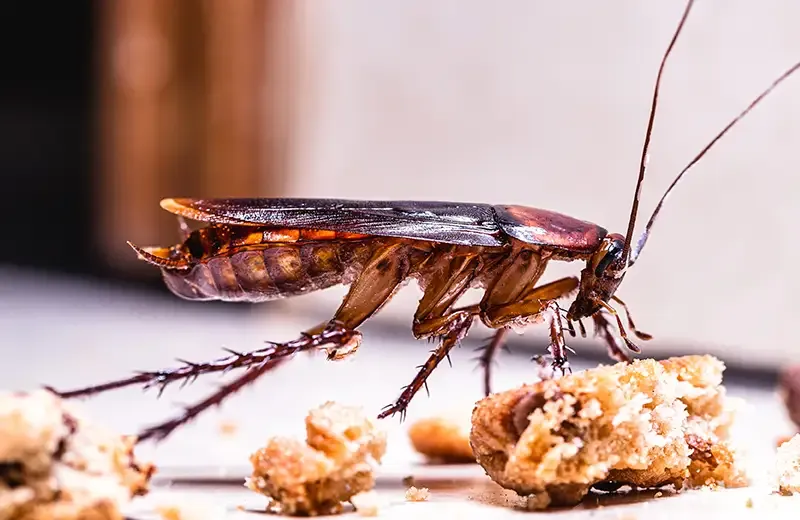 cockroach in kitchen