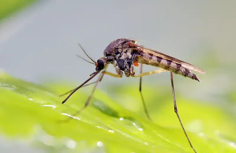 mosquito on leaf in lawn