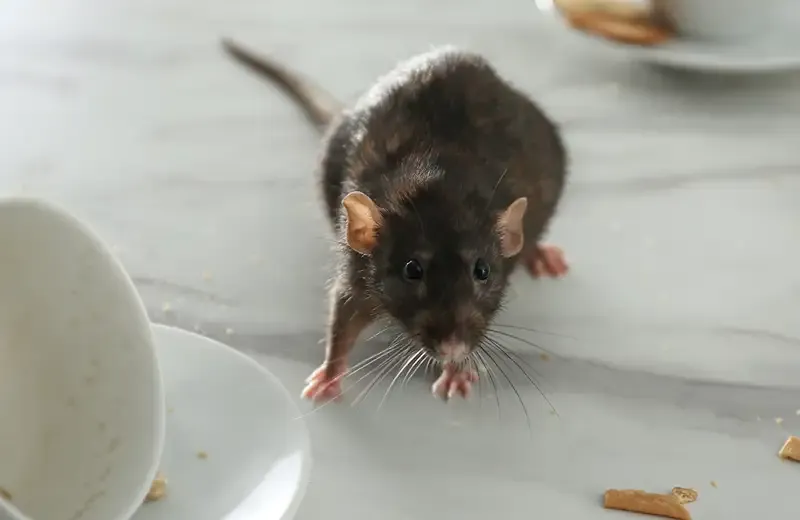 mouse in kitchen