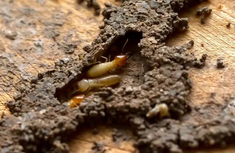 termites on wood