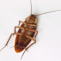 Facts About Roaches