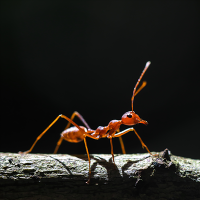 fire ant on a log