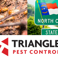 termites in North Carolina