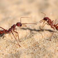 Keeping Ants Away