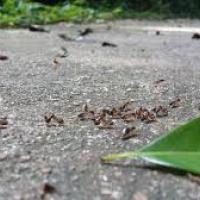 Food Storage Techniques To Prevent Ants