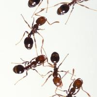 Signs Of Ants