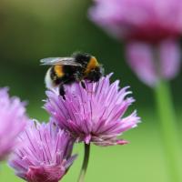 Bumble Bees vs. Carpenter Bees