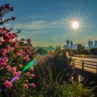 Charlotte Skyline