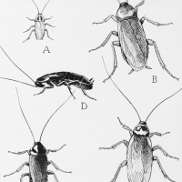 Common Household Roaches