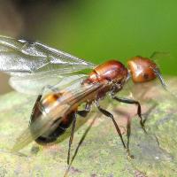 Flying Ants or Termites
