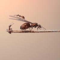 Flying_ant