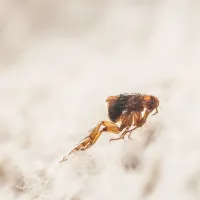 Flea Jumping On Carpet