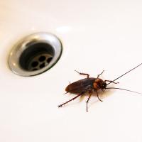 Cockroach in sink