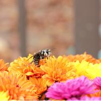Bald Faced Hornet on Flower
