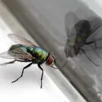 Common drain fly