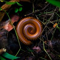 Curled Up Millipede