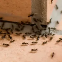 ants in a house on the tile