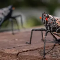 Two Spotted Lantern Flies on Wooden Table