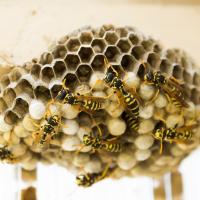 Wasps Nest
