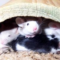 Get rid of rats in your home