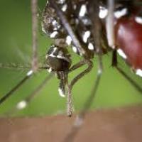 Does mosquito control work?