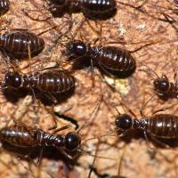 Termites close up