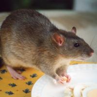 a rat eating food off of a plate