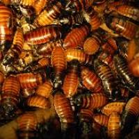 Steps to get rid of roaches