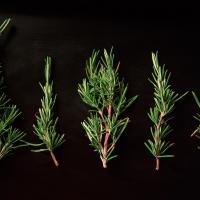 rosemary-plant-mosquito-repellant