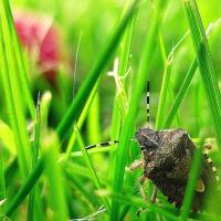 stink bug in the grass