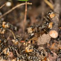 Termite Swarm