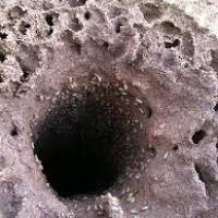 Termite Tunnel
