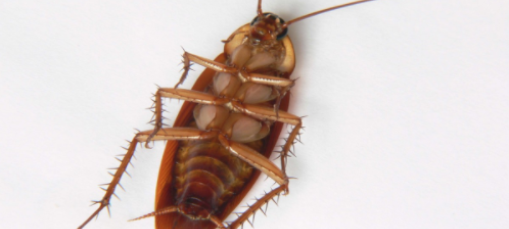 Facts About Roaches