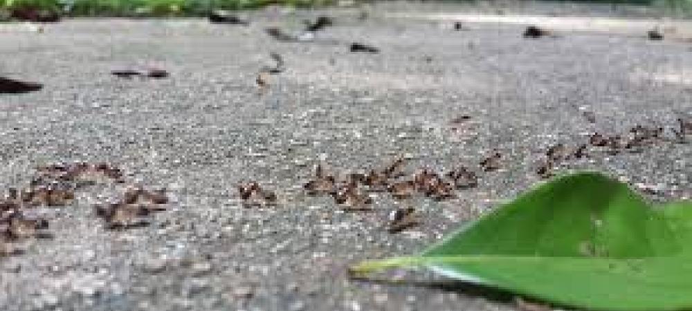 Food Storage Techniques To Prevent Ants