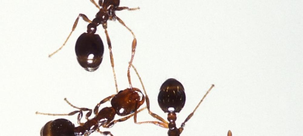 Signs Of Ants