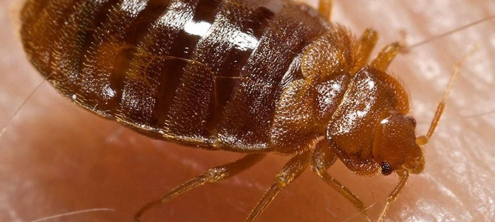 Bed Bug Exterminator Baltimore Near Me