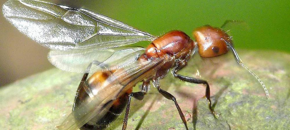 Flying Ants or Termites