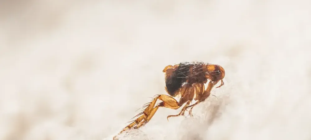 Flea Jumping On Carpet