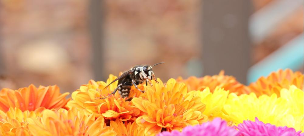 Bald Faced Hornet on Flower