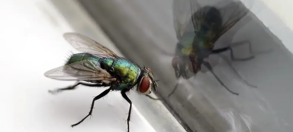 Common drain fly