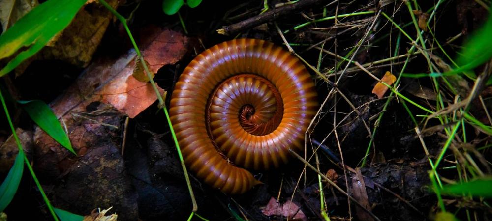 Curled Up Millipede