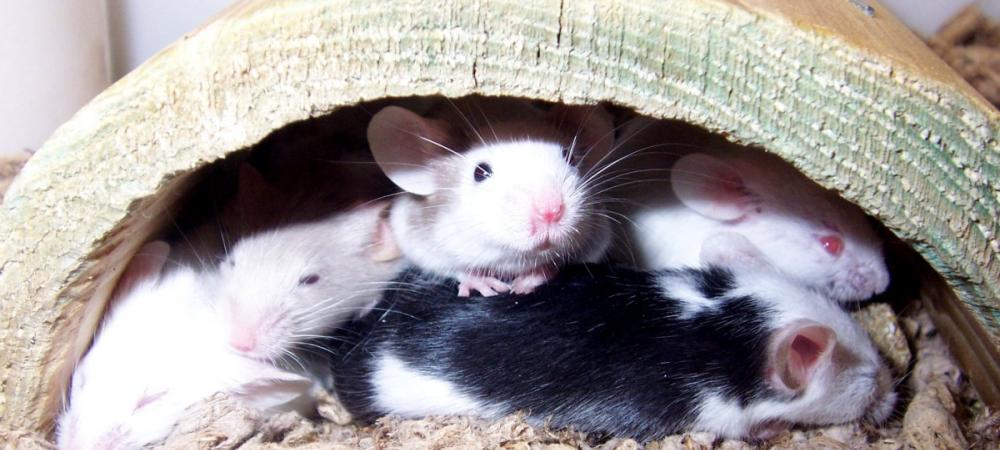 Get rid of rats in your home